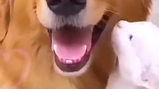 Funny Cat And Dog