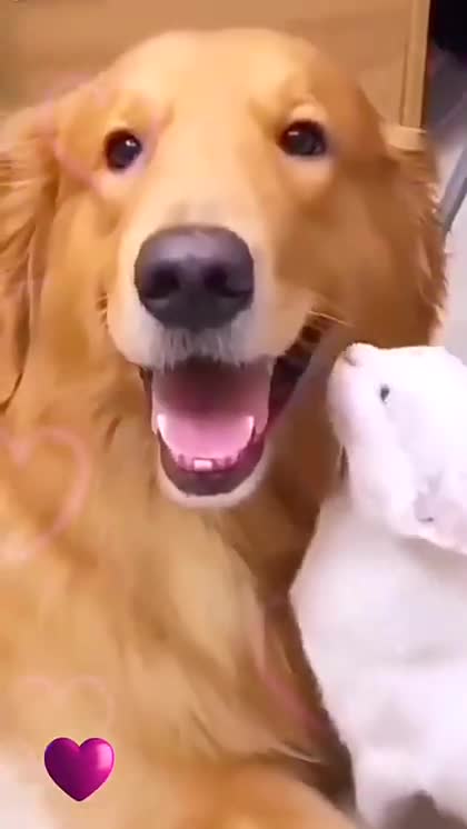 Funny Cat And Dog