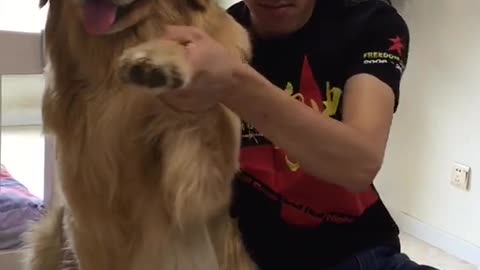 Hand dance dog