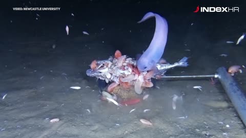 Sveučilište u Newcastleu na dubini od 7500 metara otkrilo tri nove vrste ribe