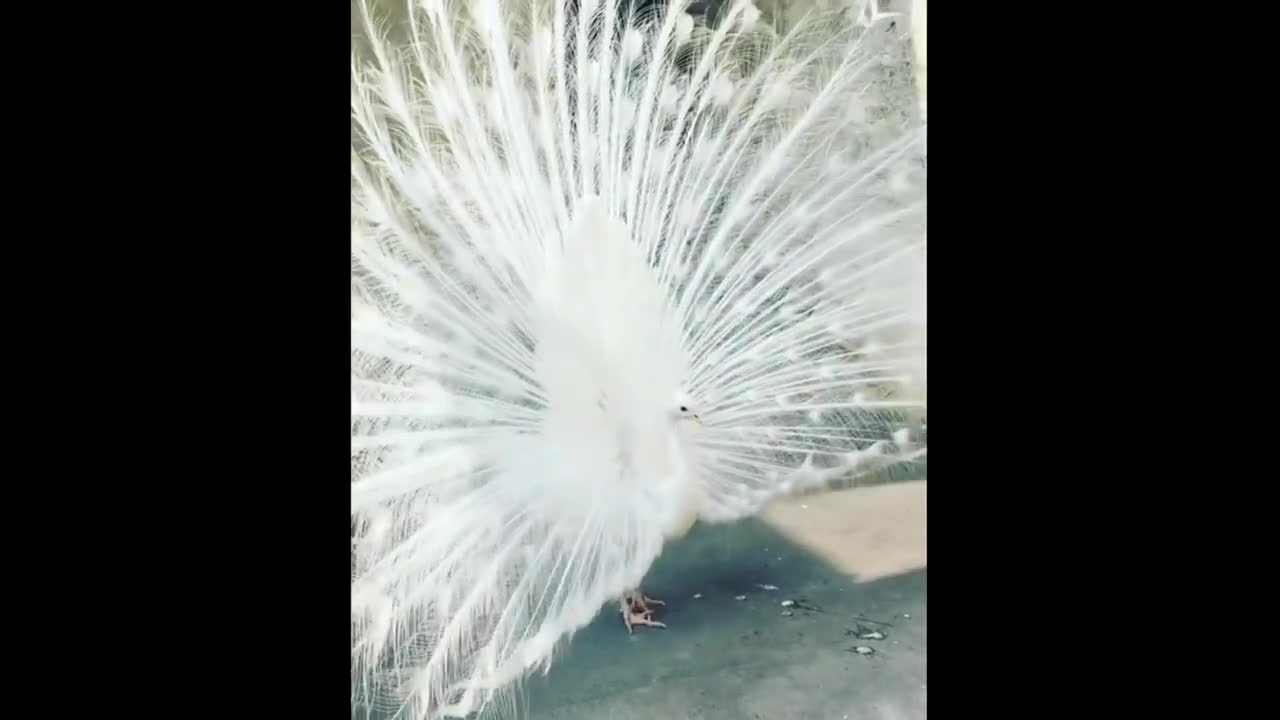 white peacock video