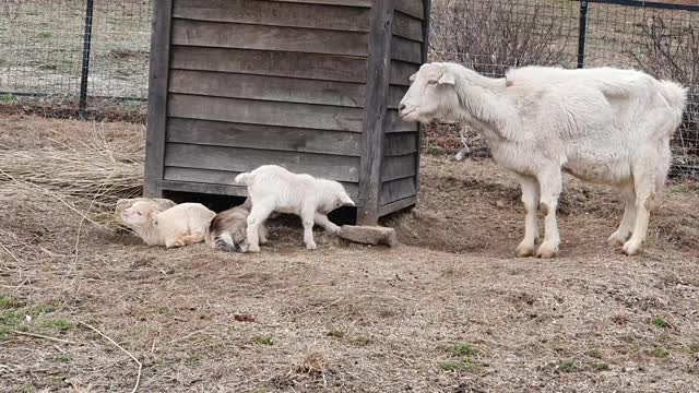 Baby sheep birth