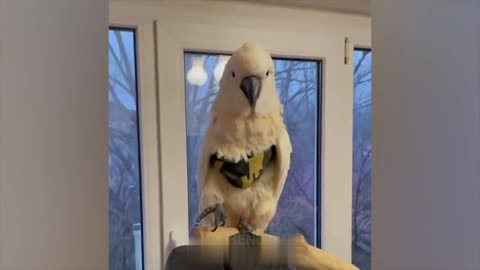 Funny animals # 8