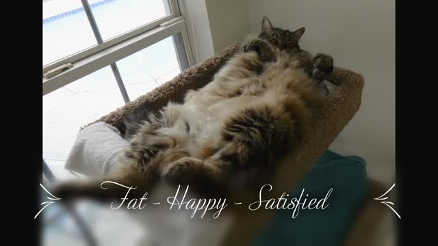 Fat - Happy - Satisfied