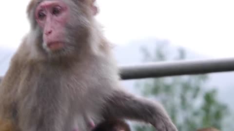 Amazing Playing Monkey