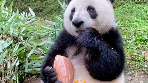 Panda loves to eat