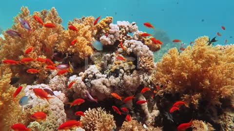 Life in the ocean. Tropical fish and coral reefs. stock video