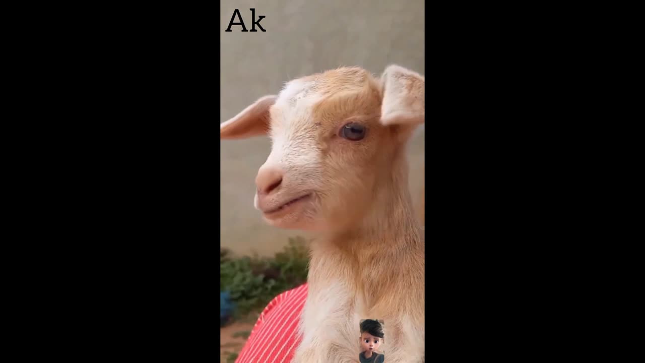 The goat funny sounds