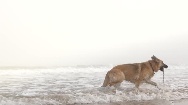 A dog playing with a rope