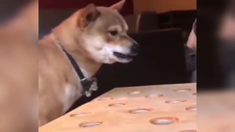 Dog gets angry while playing