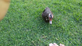 Shy Muscovy Hens Wobble for corn