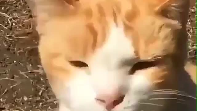 Funny Cat High On Weed