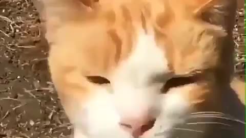 Funny Cat High On Weed