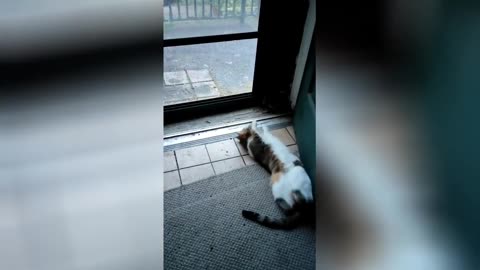 Most Cute Funniest Cats Videos Compilation 2022 Try Not To Laugh Tiktok