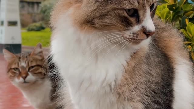 Cute can't video