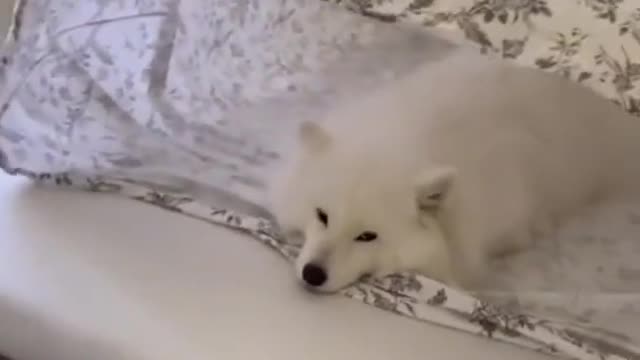 Funny videos of home dogs and cats- animals with funny expression
