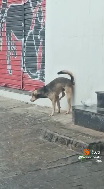 o cao cagou na parede