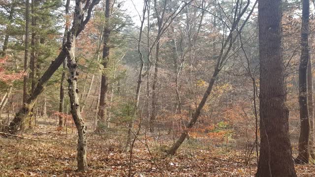 Autumn leaves blowing in the wind in the forest