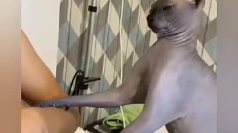 😂_OMG_😂Cute_Cats_Doing_Funny_Things_😍_Funniest_Cats_Video_😍_Cute_Cats