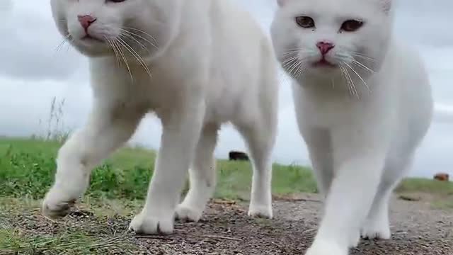 The daily routine of two little cuties - elegant gentleman's pace