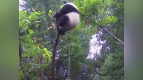 Cute giant panda goes up the tree