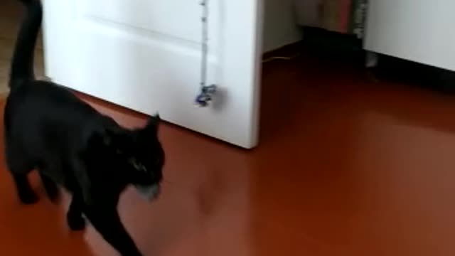 The cat is playing with a toy