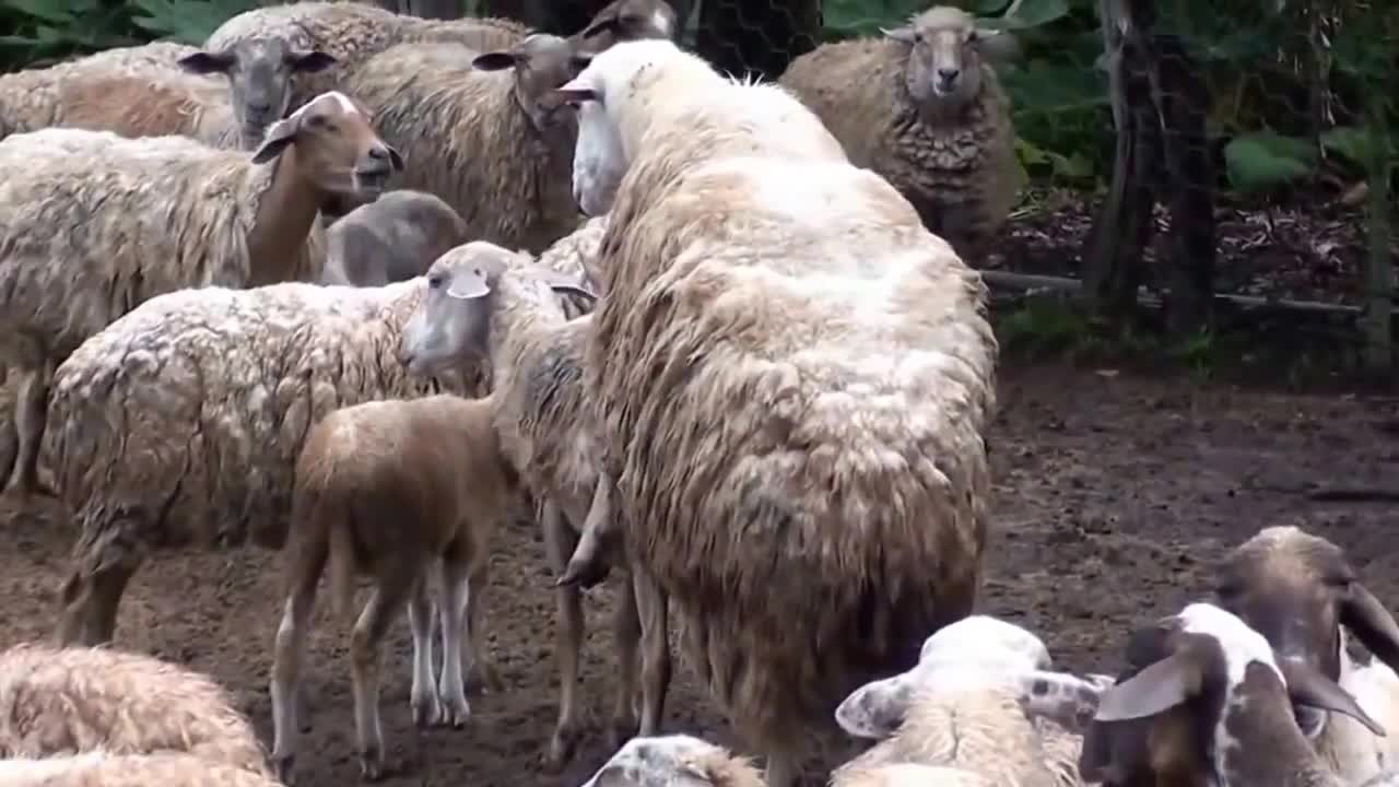 Funny animal videos 2021 Funny videos of people top funny video best funny videos funnyvideos