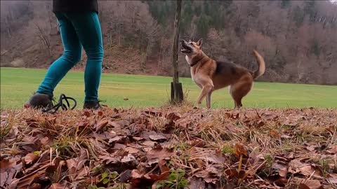 Dog Traning Video
