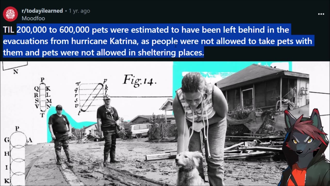 Katrina Victims Had To Leave Their Pets To Die