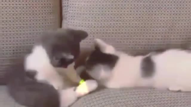 Funny videos for pets ❤️