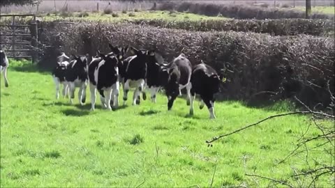 Some cute ass cows.