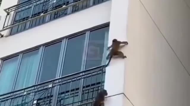On monkey mission