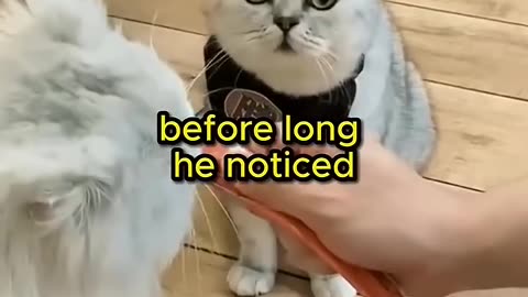 This cat was IGNORED by his owner