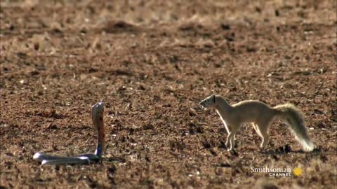 Mongoose Vs. Cobra moment