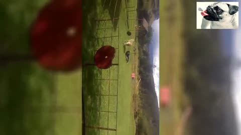 Funny sheep attacking people 3