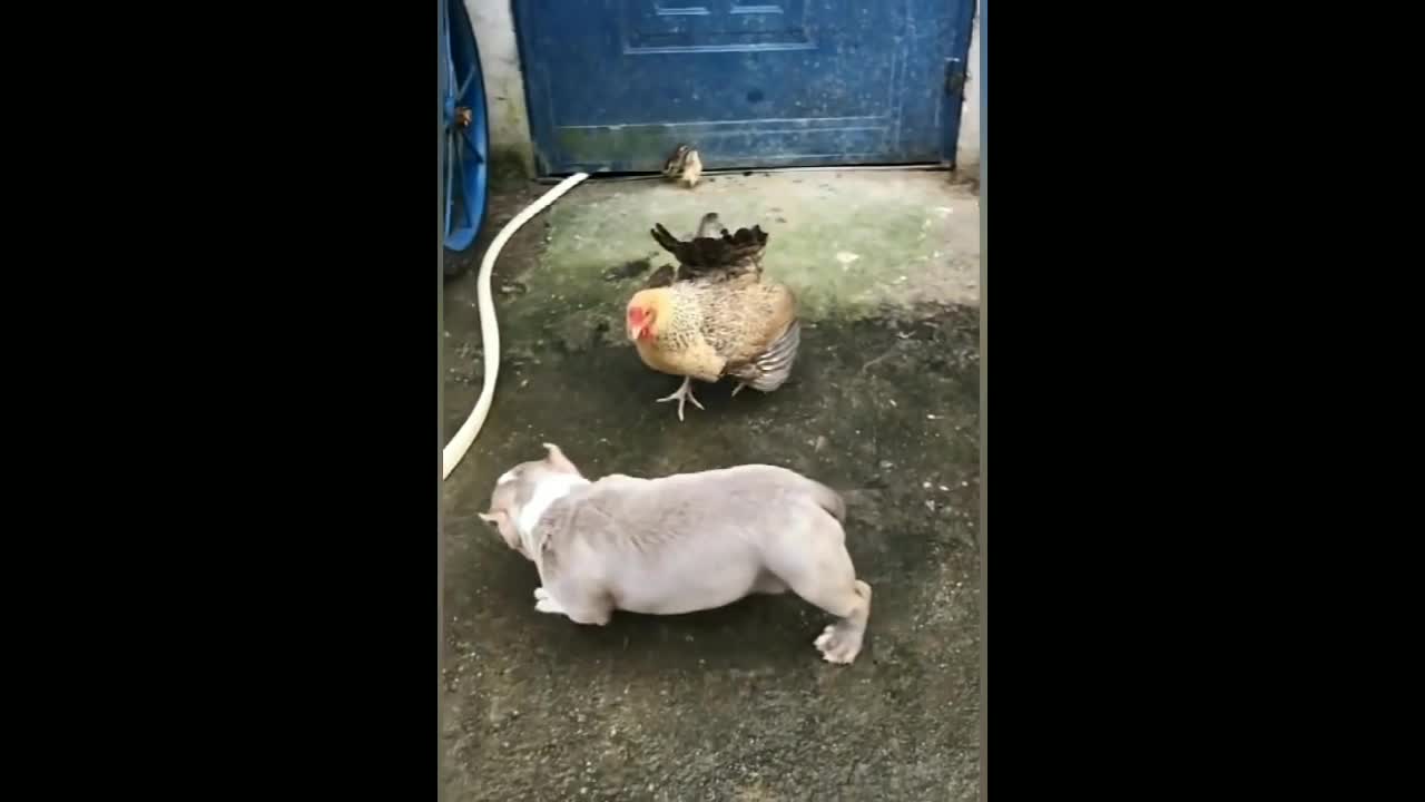 chicken scares out the little bug dog