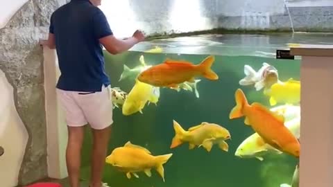 Amazing koi fish