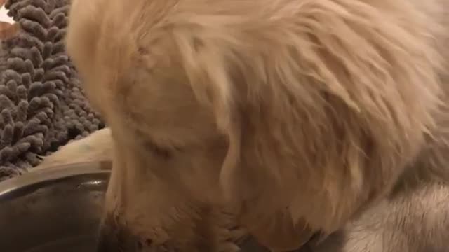 Labrador retriever drinks water from bowl