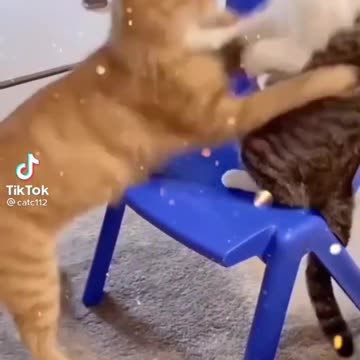 cats fight🐈🐈😺😺