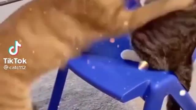 cats fight🐈🐈😺😺