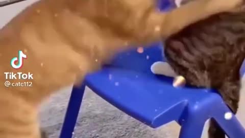 cats fight🐈🐈😺😺