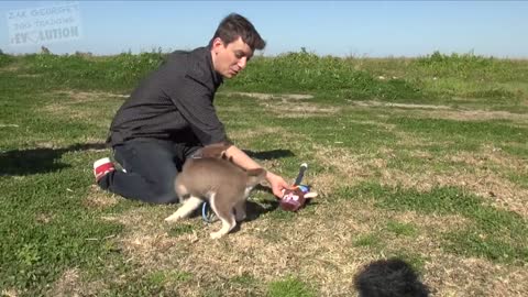 4 Things you need to know to Teach your NEW PUPPY Right Now!