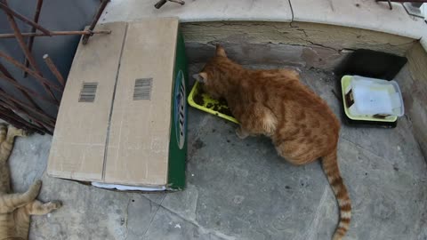 Homeless cats in Ras Al Khaimah, UAE: ED SHEERAN & CHRIS MARTIN #cat #cats #EdSheeran #ChrisMartin