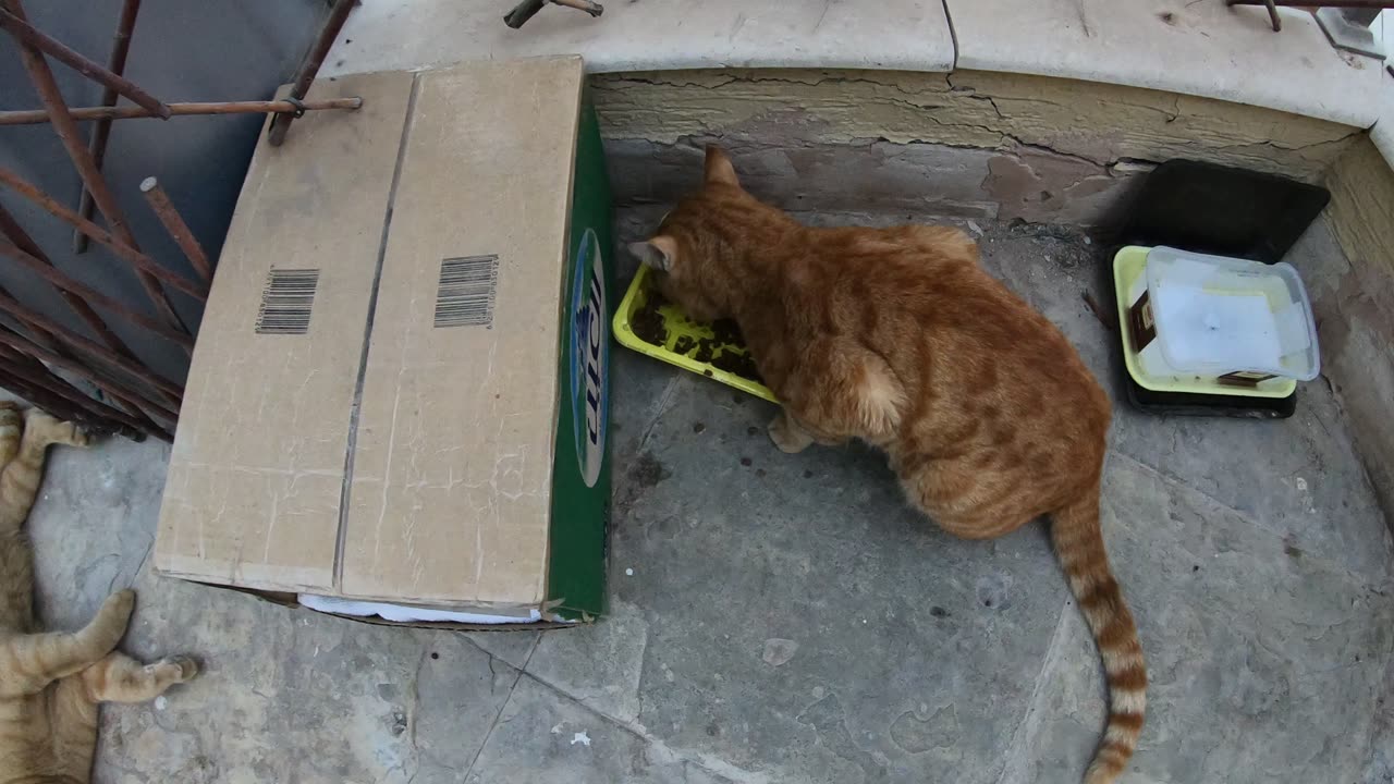 Homeless cats in Ras Al Khaimah, UAE: ED SHEERAN & CHRIS MARTIN #cat #cats #EdSheeran #ChrisMartin