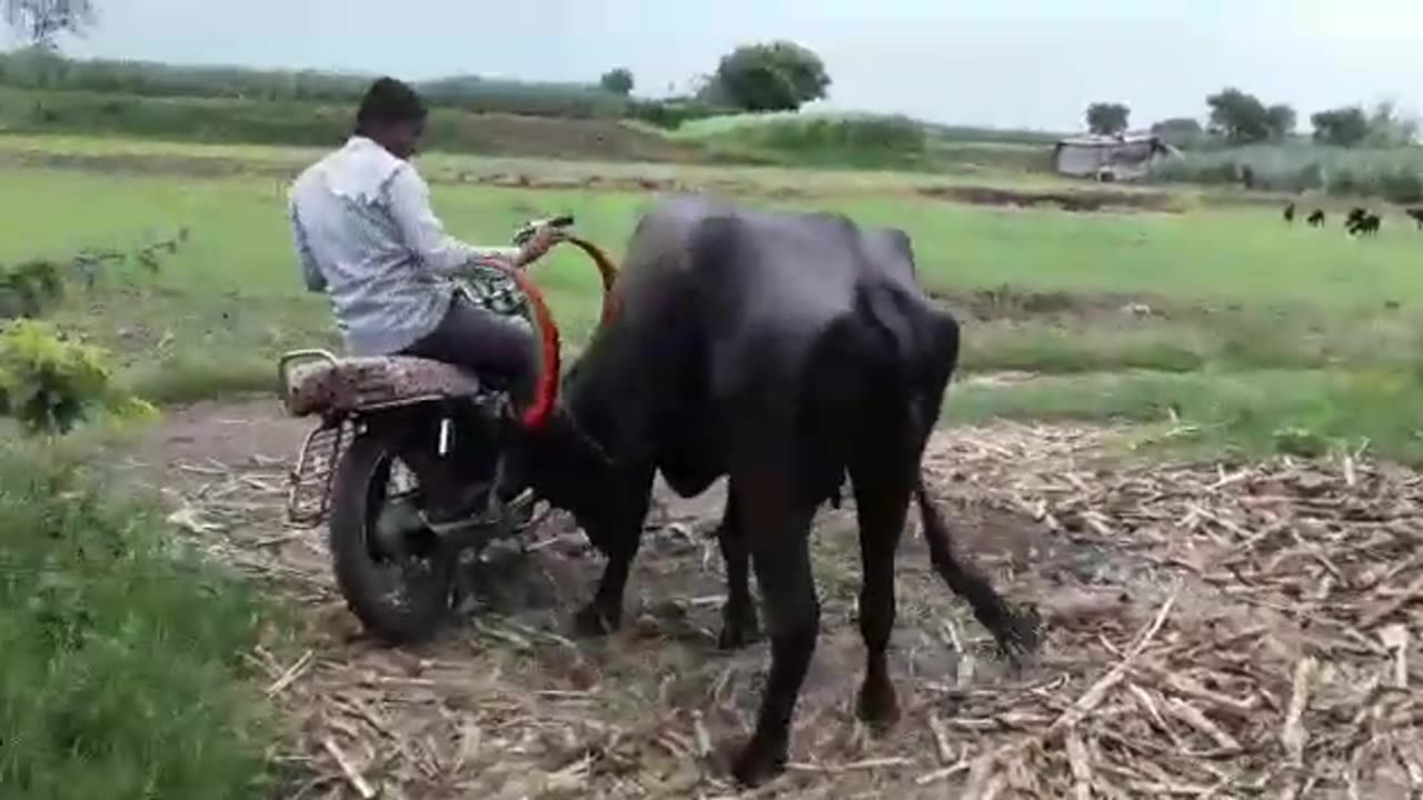 Funny Villege Video