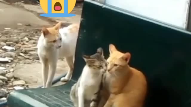 This cat lost his girl to another cat