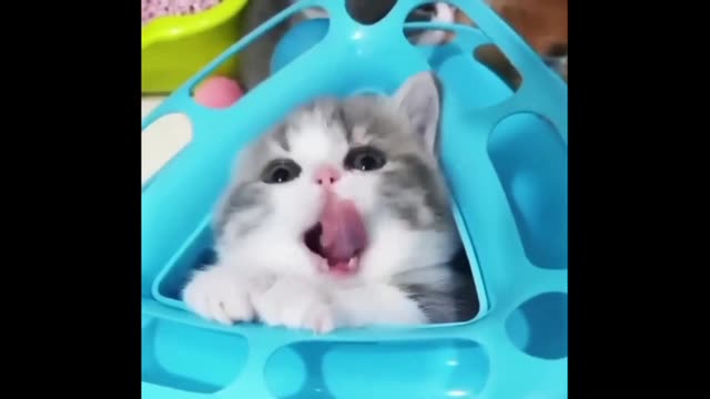 Cutest Cat Compilation