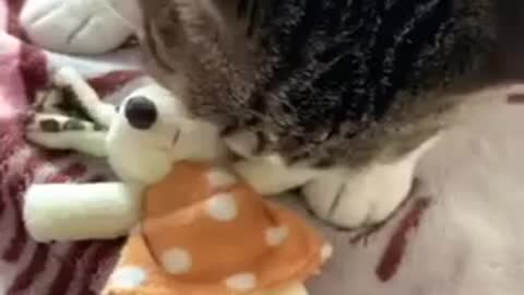 A nice cat taking care of a doll friend