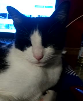 Cat with the PINK nose!