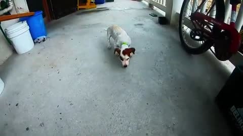 video new puppy is thrilled to receive his first toy